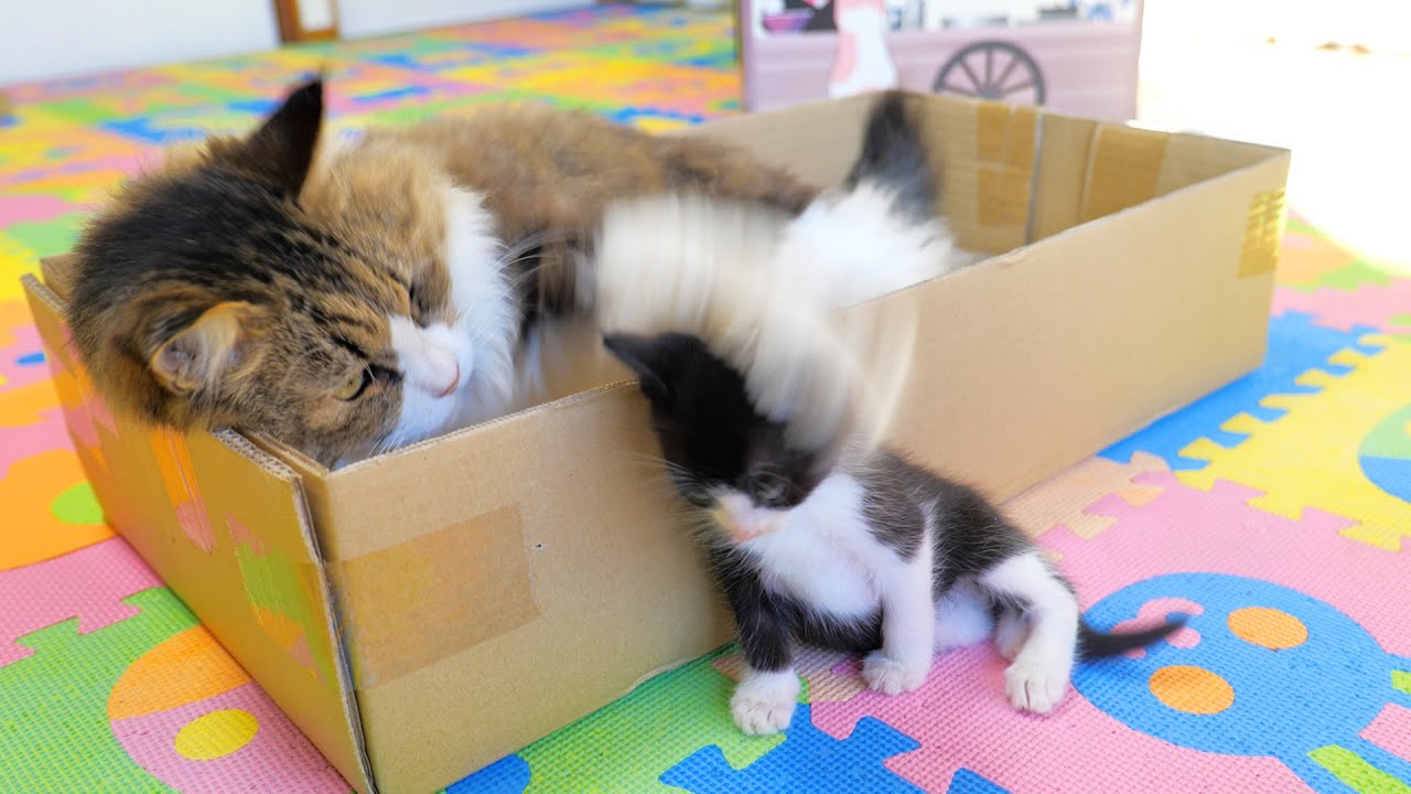 大人しく寝てろ！【道路のずぶ濡れ子猫保護12日目】