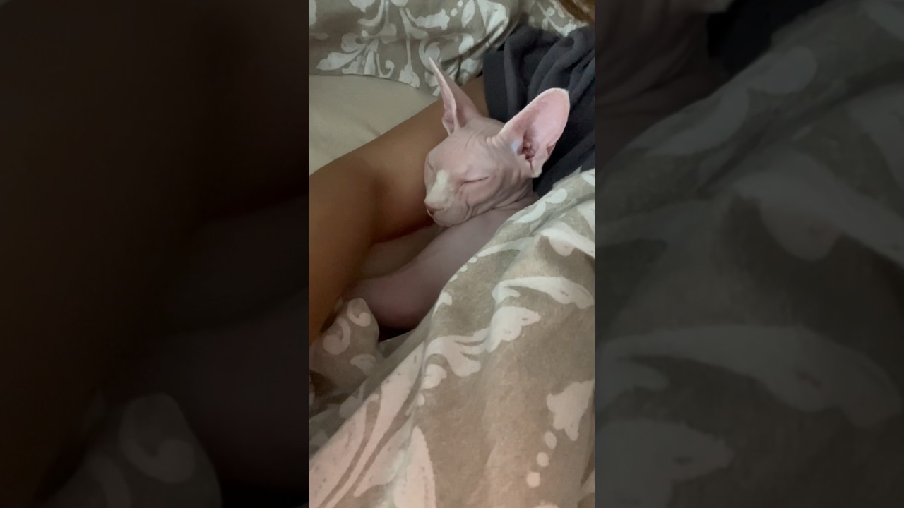 ママの腕枕で眠る毛のない猫【スフィンクス猫】