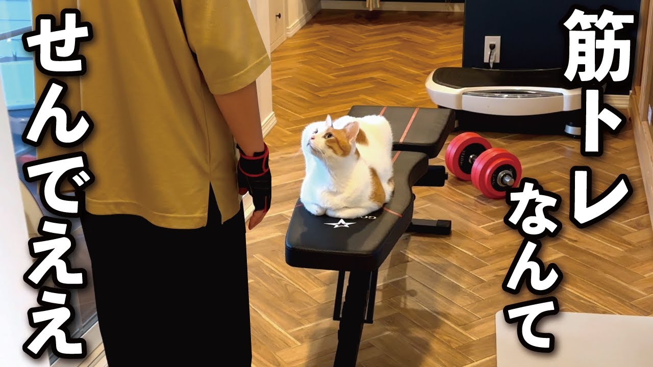 【甘えんぼ猫】確信犯…？抱っこして欲しくて常に邪魔な場所で待ちかまえる猫