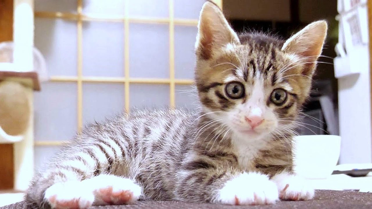 子猫がお膝の上で指遊びを楽しんでいる様子がカワイイ【赤ちゃん猫　保護猫】