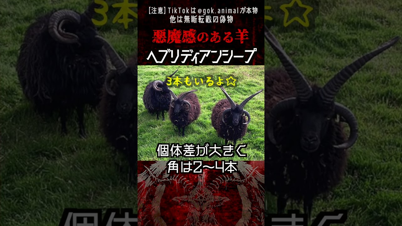 角が最上位の悪魔っぽい羊たち 3選  #雑学  #動物  #バフォメット
