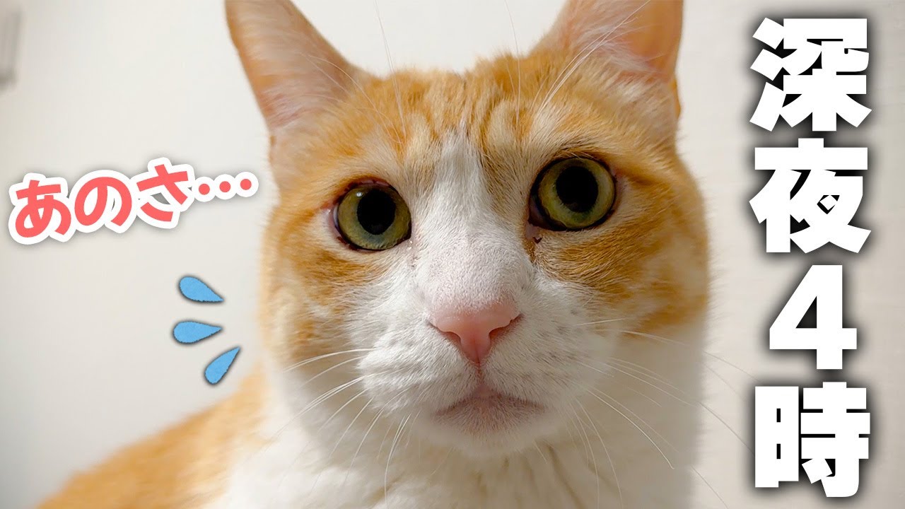 深夜4時に悲しそうな顔をした猫に起こされました…