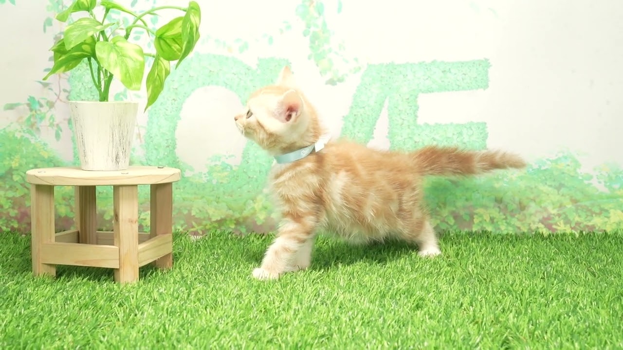 Coo&RIKU　No00662820 アメリカンカール