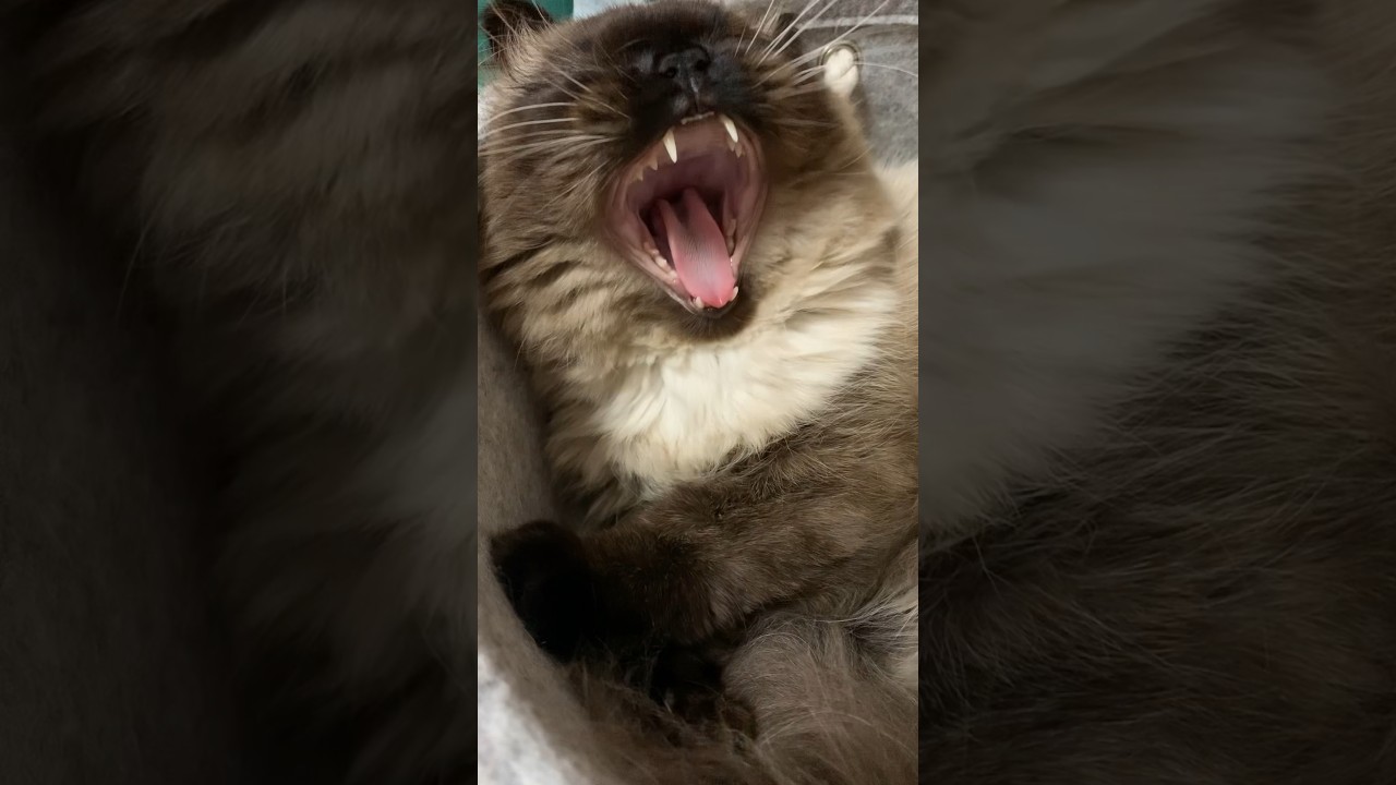 寝起きのげんたくん#猫 #ヒマラヤン #猫のいる生活 #shorts