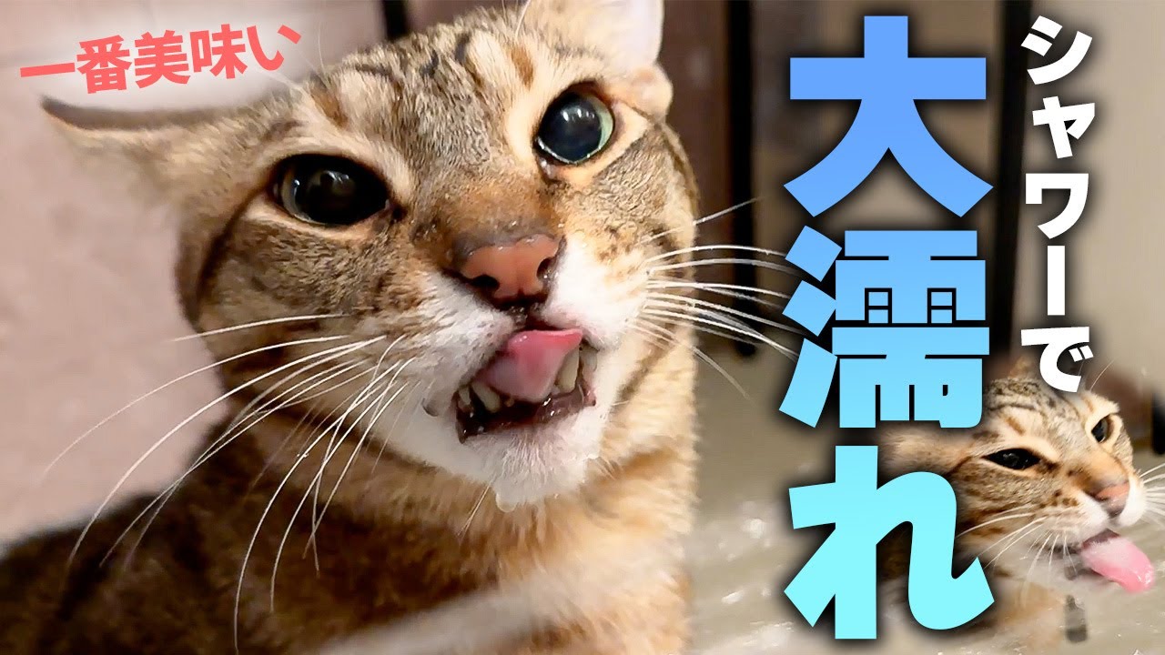 顔面がビチャビチャになるのに猫がシャワーからしか水を飲まなくなってしまいました。