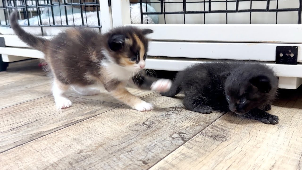 生後12日違いの赤ちゃん猫を気遣う子猫【ポノfam物語#12】Kitten caring for baby cat.