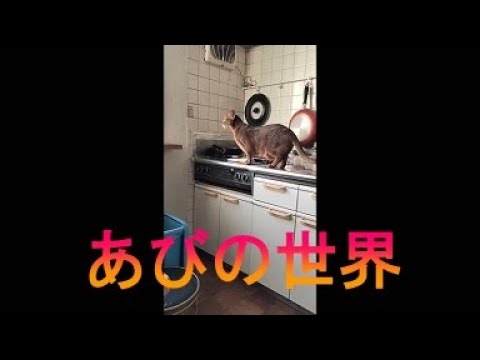 ネコ動画あび＃2894　あびの毎日　アビシニアン　あび