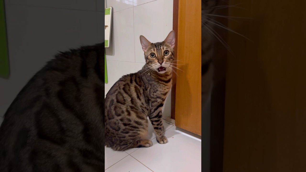 可愛い鳴き声の雄猫【ベンガル猫】