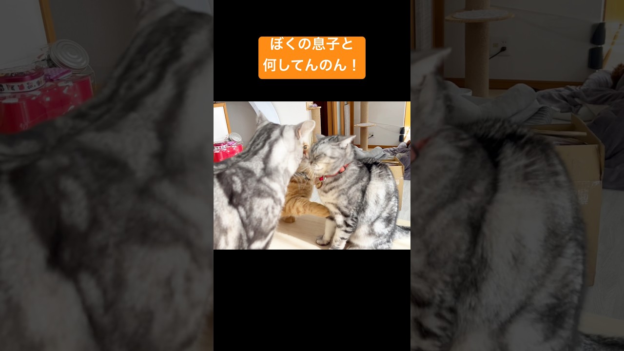 『ぼくの息子となにしてるのん！』 #猫 #マンチカン #shorts