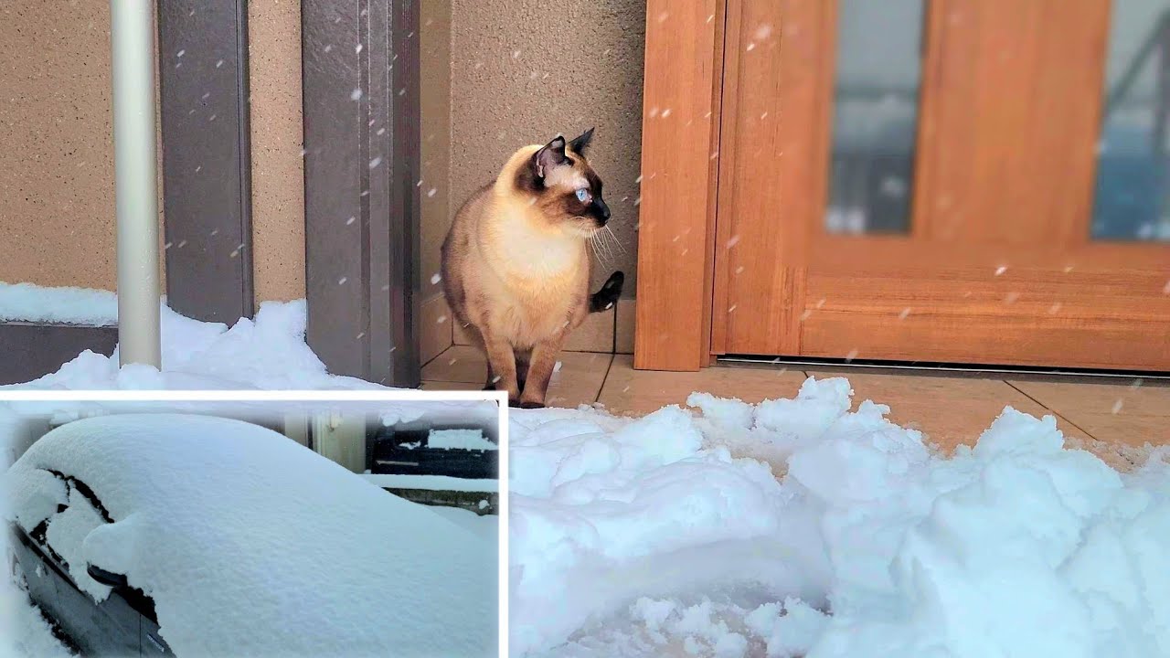 車がてんこ盛りの大雪に埋まる中シャム猫が外へついて来た結果🧐