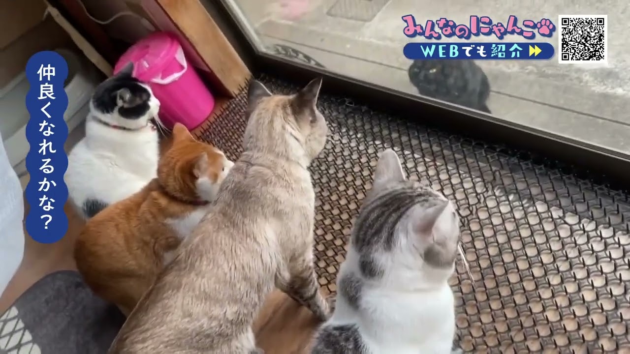 「仲良くしたいニャ…」猫の動画まとめ【視聴者投稿】