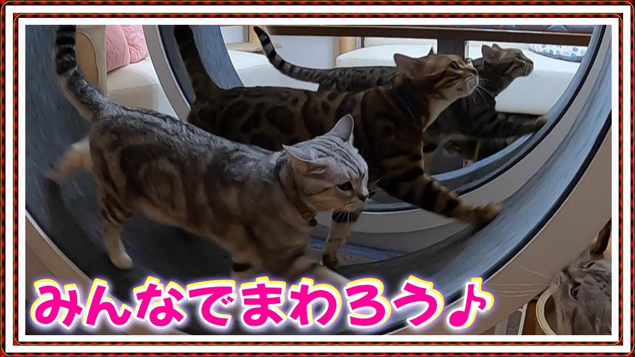 【2台目キャットホイール新春回り】チートー猫 動きます  新年早々馬鹿げてる飼い主の戯け歌♪ ベンガル/オシキャット/チートー【Cat lifeスローライフ田舎暮らしvol 30】