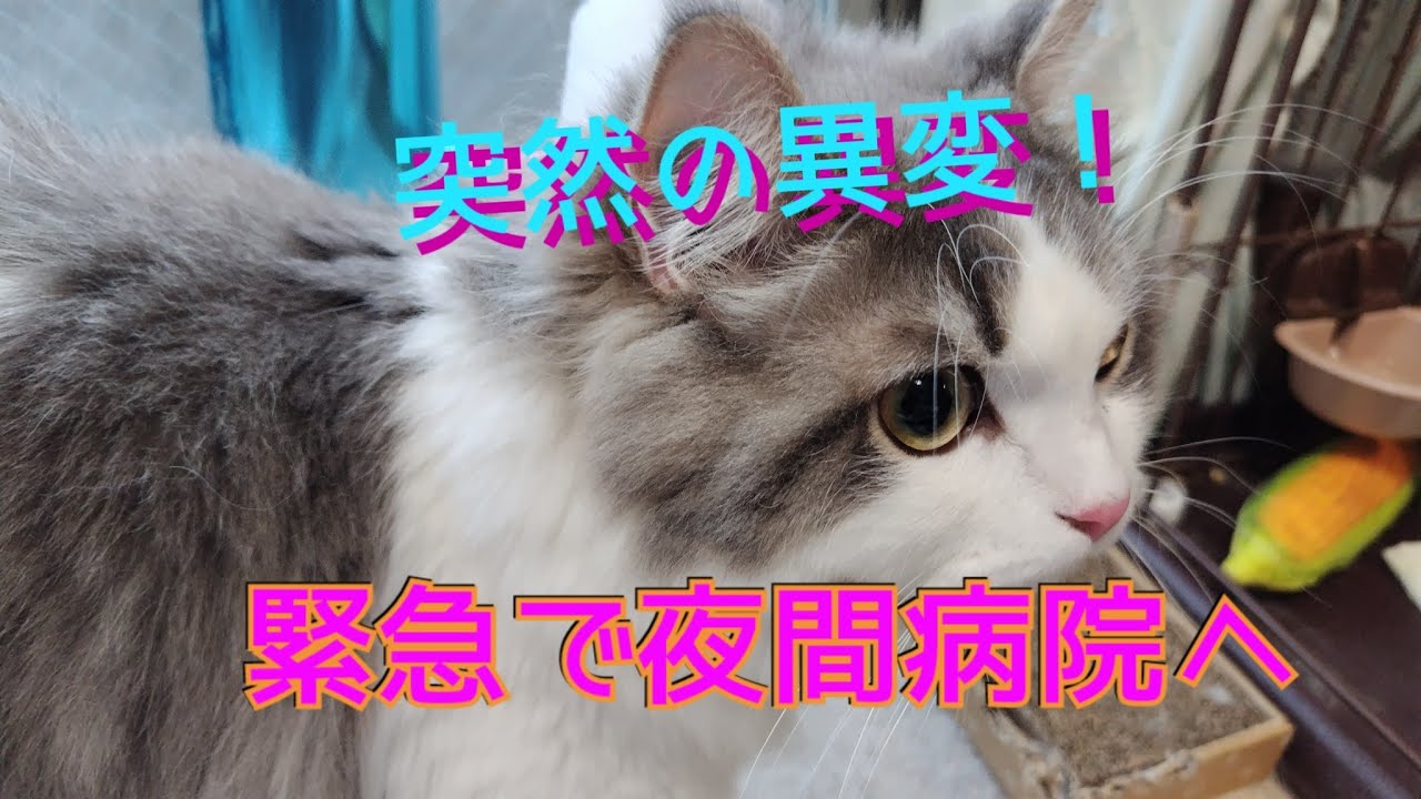 【猫様夜間救急へ】サイベリアンのテンちゃんの突然の異変！死の危険！