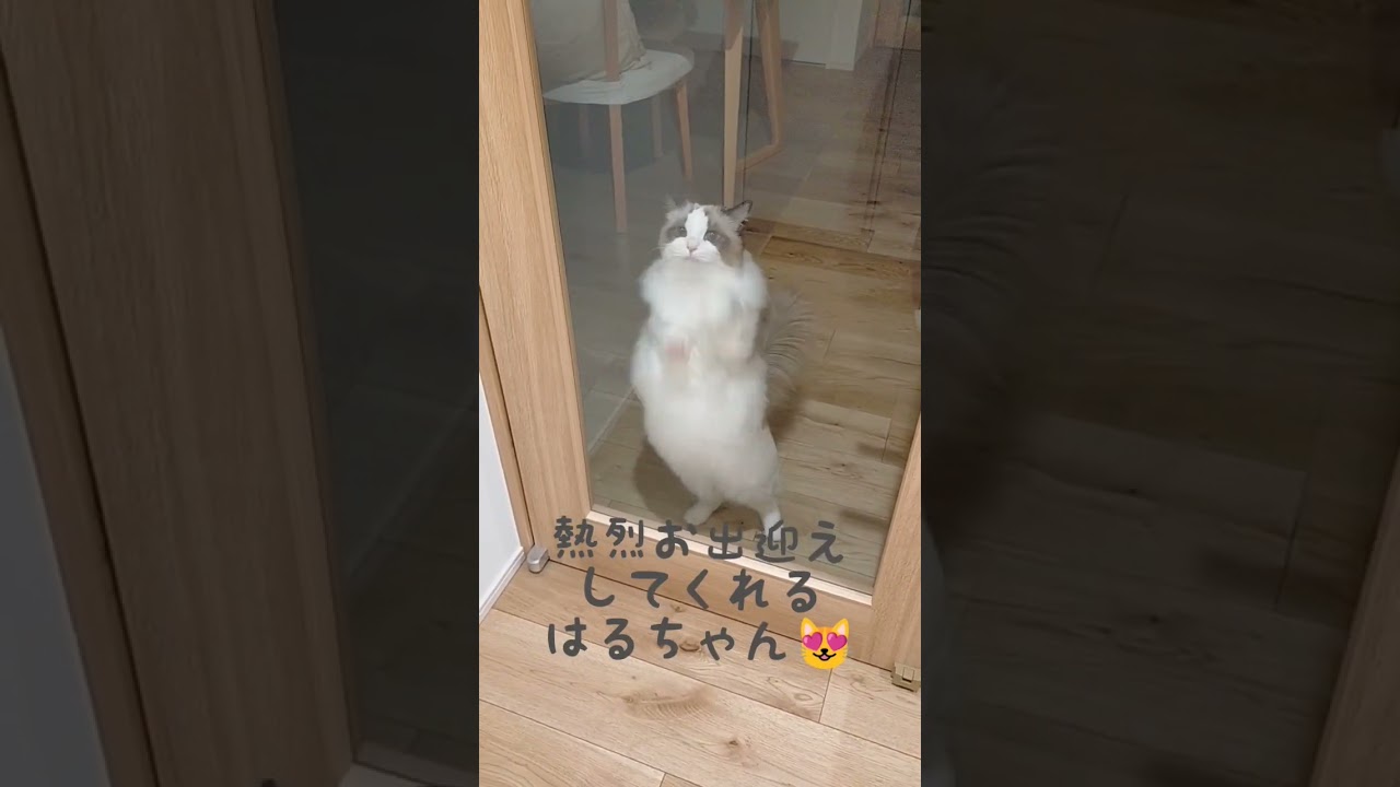 お留守が寂しすぎた猫😿 #甘えん坊の猫 #ragdoll #cat #ラグドール #ねこ #猫のいる暮らし #猫 #shorts #お留守番 #猫ダンス