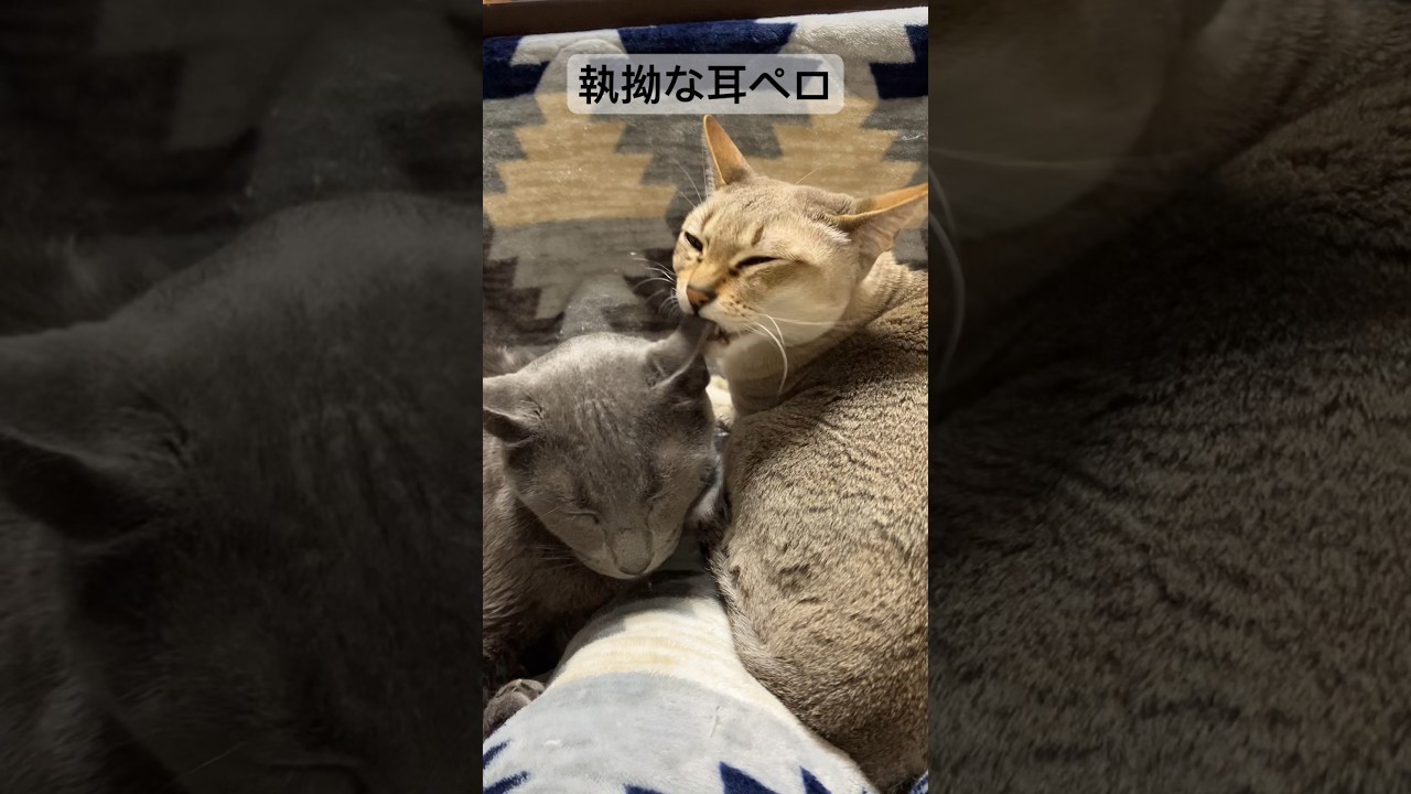 執拗に相方の耳をペロペロするシンガプーラ