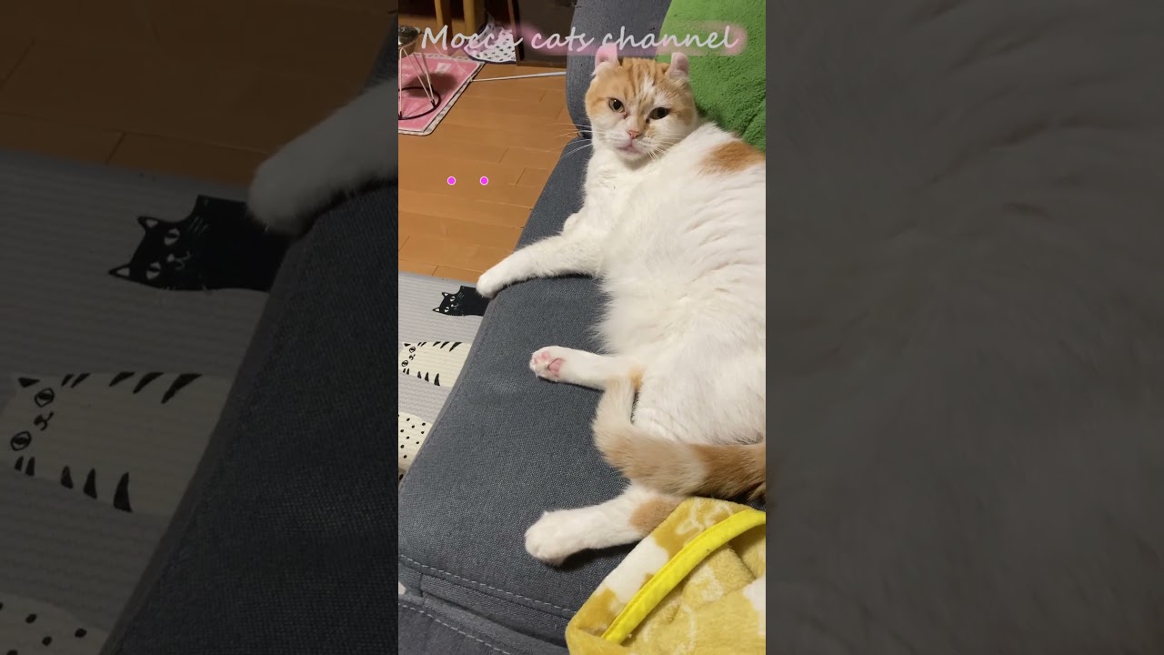 寝よっ！ #shorts  #猫 #アメリカンカール #cat