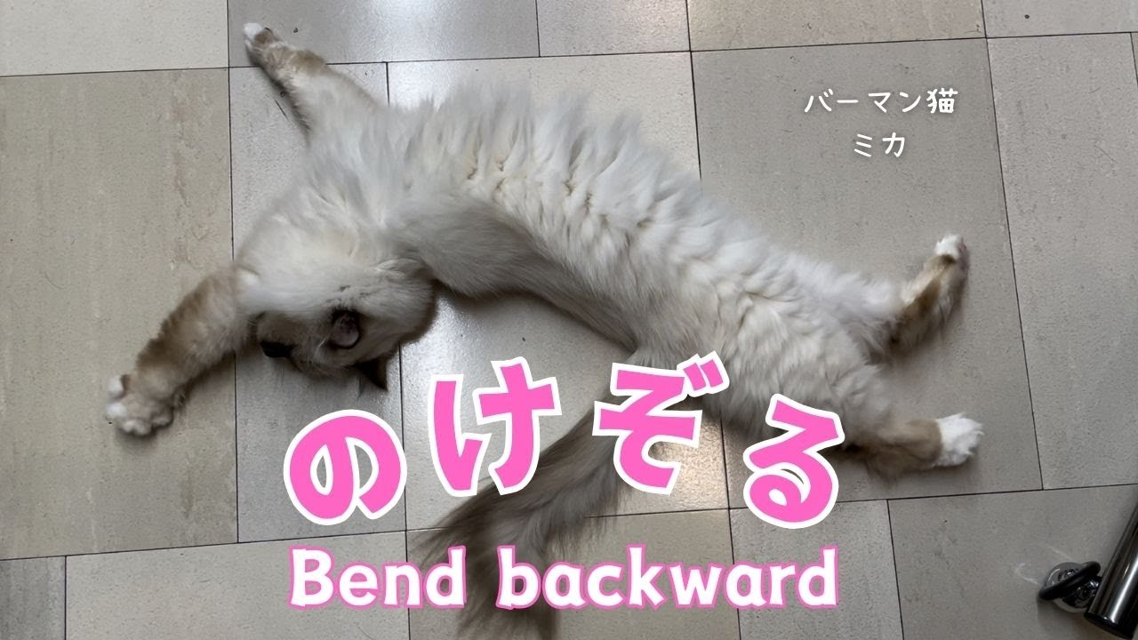 バーマン猫ミカ【のけぞる】Bend backward（バーマン猫）Birman/Cat