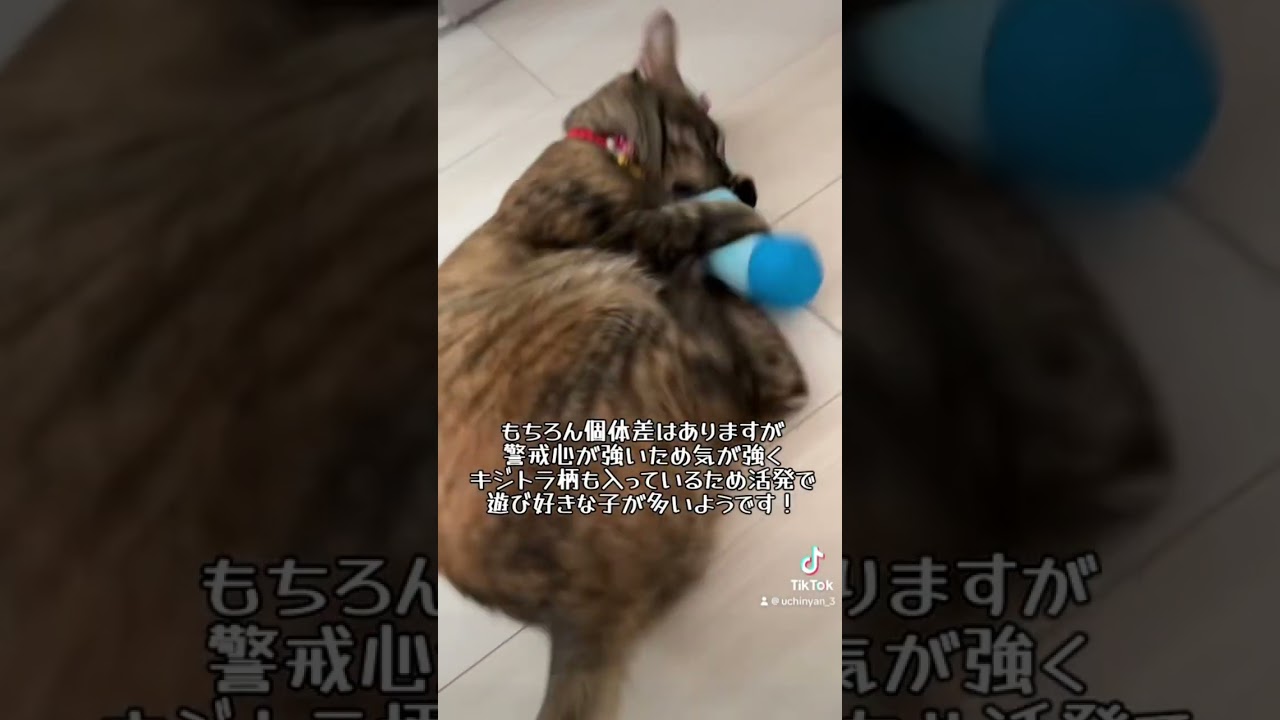 あまり知られていない麦わら猫みなさん知ってますか？？ #ねこ #保護猫 #麦わら猫