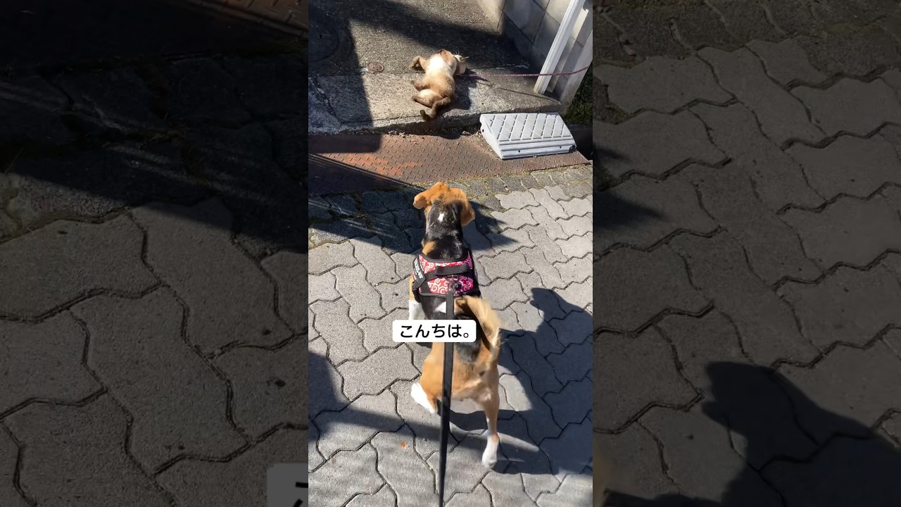 シャム猫に挨拶するビーグル犬 #dog #beagle#猫