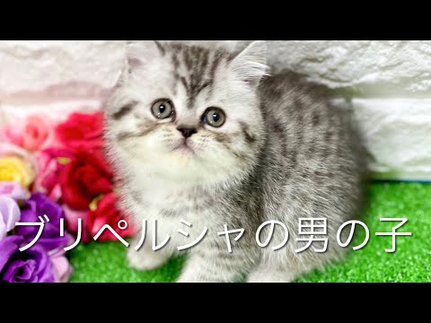 ミックス猫・ブリペルシャの子猫　（和歌山）