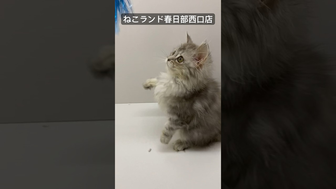 【子猫販売】 #サイベリアン #猫アレルギー #子猫 #ねこランド #春日部
