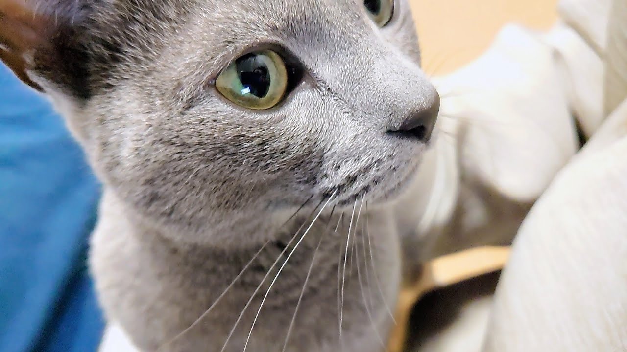 【猫動画】早く寝ようとせかすロシアンブルー【russianbule】Russian blue trying to sleep early