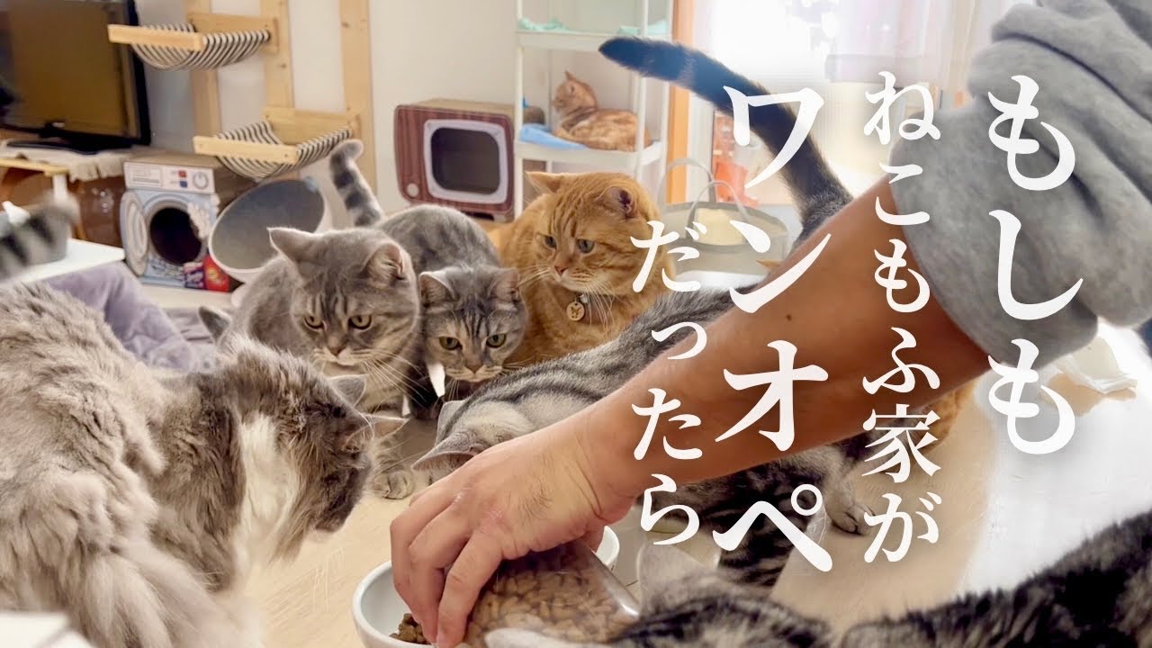 もしもねこもふファミリーがワンオペだったら... #猫 #マンチカン