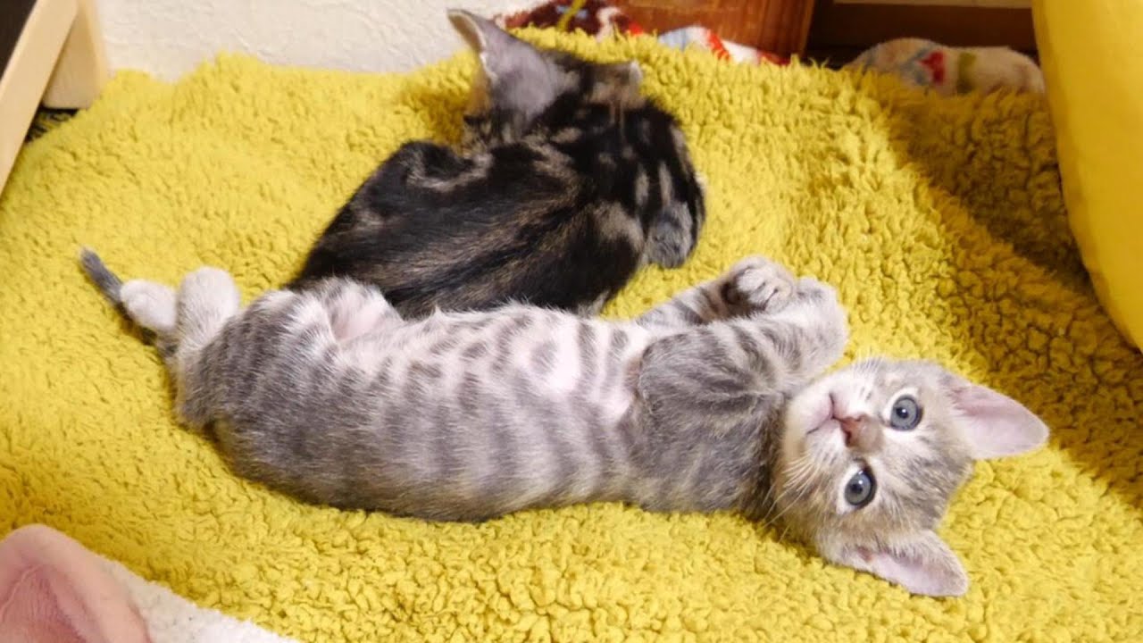 ご飯できたよと子猫を起こすと、ビックリした顔で見つめてくる【赤ちゃん猫　保護猫】
