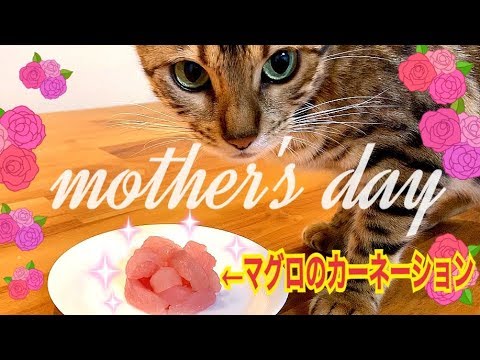 母の日にマグロのカーネーションをベンガル猫ベルママにプレゼント