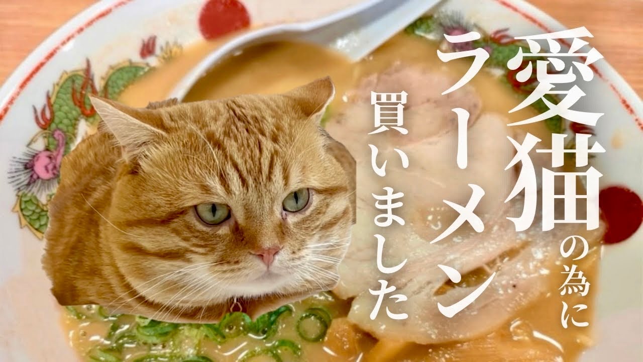 愛猫に天下一品ラーメン買いました！ #猫 #マンチカン