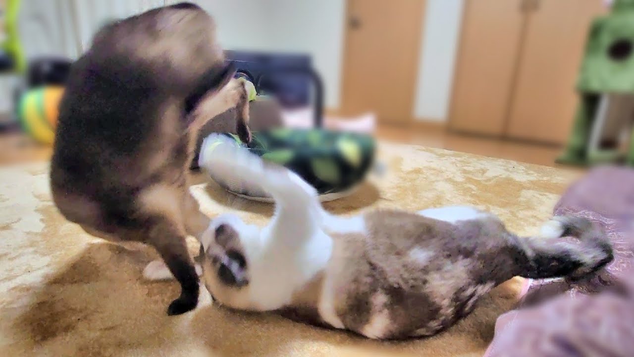 側転して受け身を取るのが上手いシャム猫🤭
