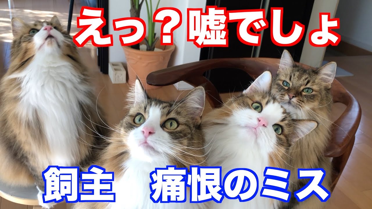 ノルウェージャンフォレストキャットの飼主の痛恨のミス