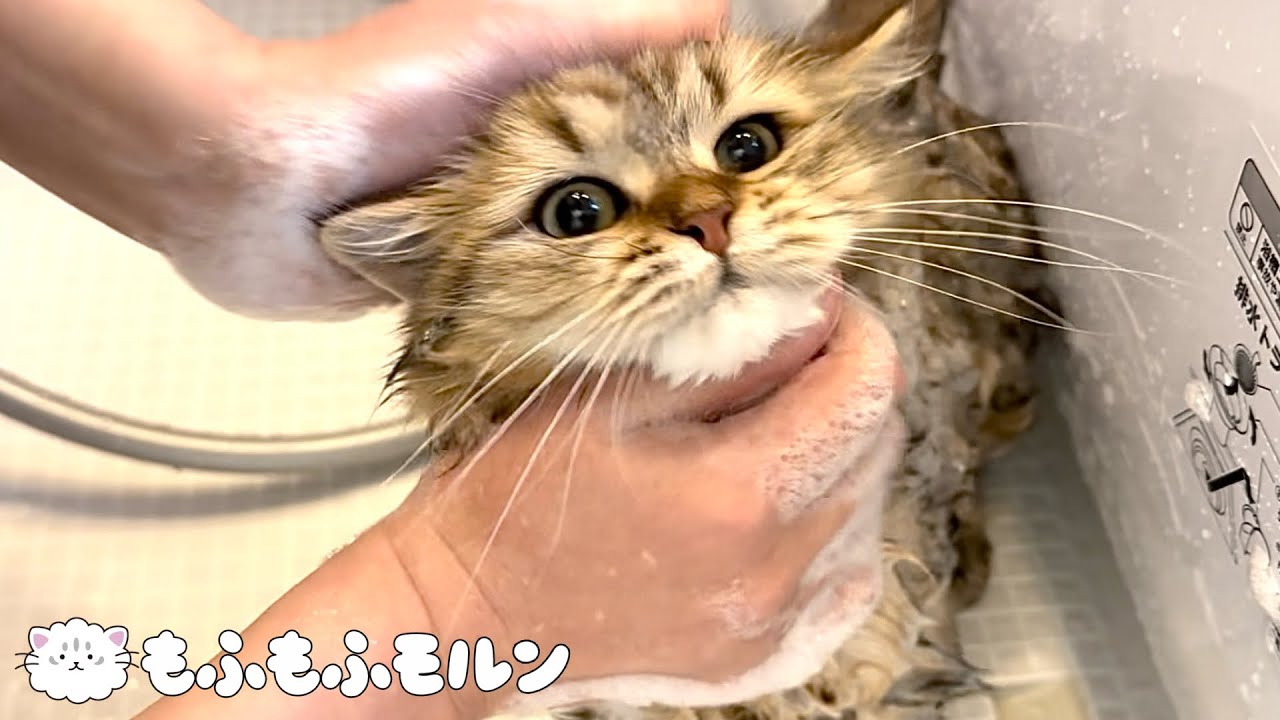 もふもふ子猫(妹)の初シャンプー 【サイベリアン】