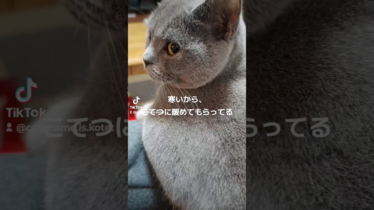 毛が多いから冬は暖かいシャルトリュー(Chartreux is warm in winter because it has a lot of hair)