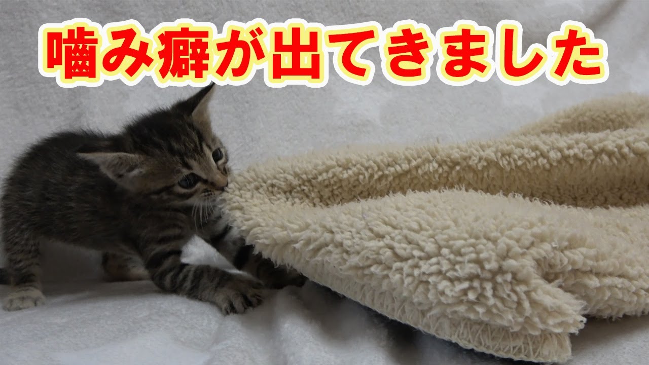 【保護猫】レスキューした子猫㉝何でも噛んでしまいます！