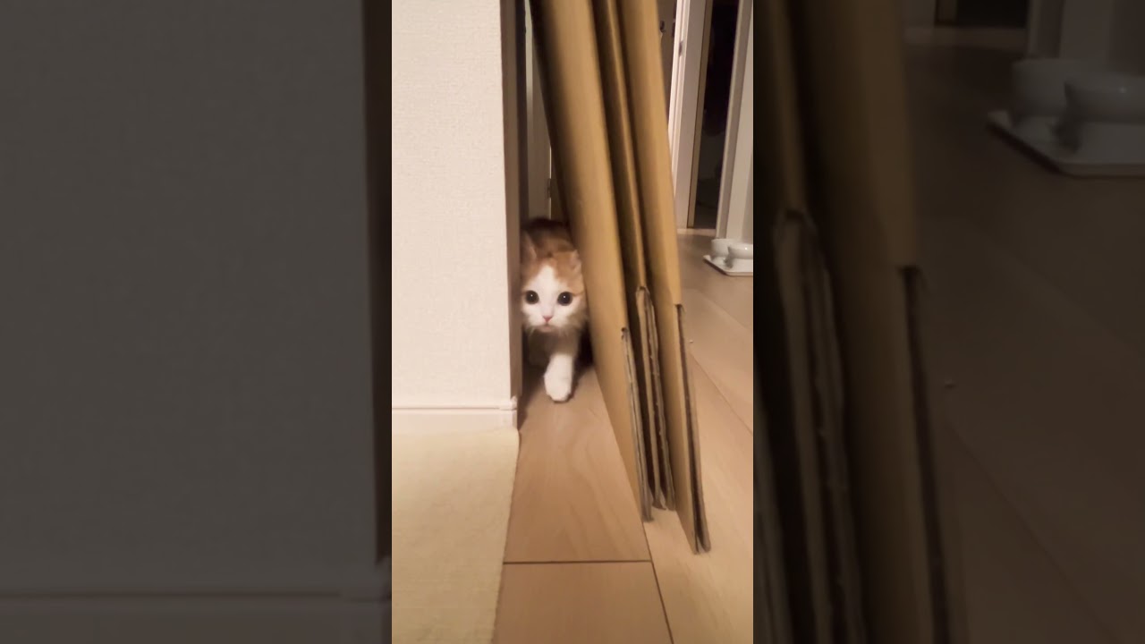 全部バレてるよ #cat #ラガマフィン #ragamuffin #猫 #猫のいる暮らし