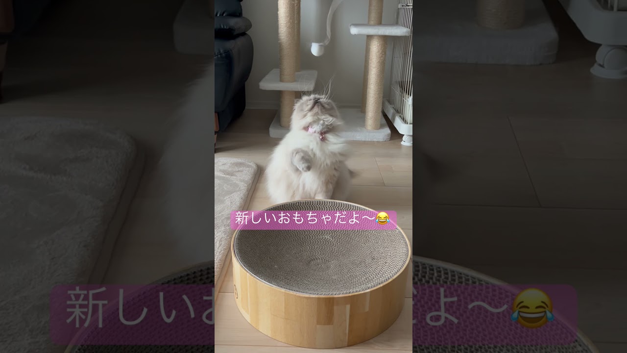 あたらしいおもちゃで遊ぶマーベル🐈 #shorts #うちのにゃんこ #ヒマラヤン #マーベル #ねこ #かわいい #スリコ