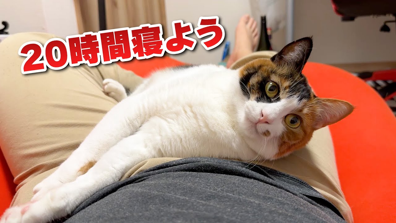 猫と全く一緒の生活リズムで生活したら体調がおかしくなった件