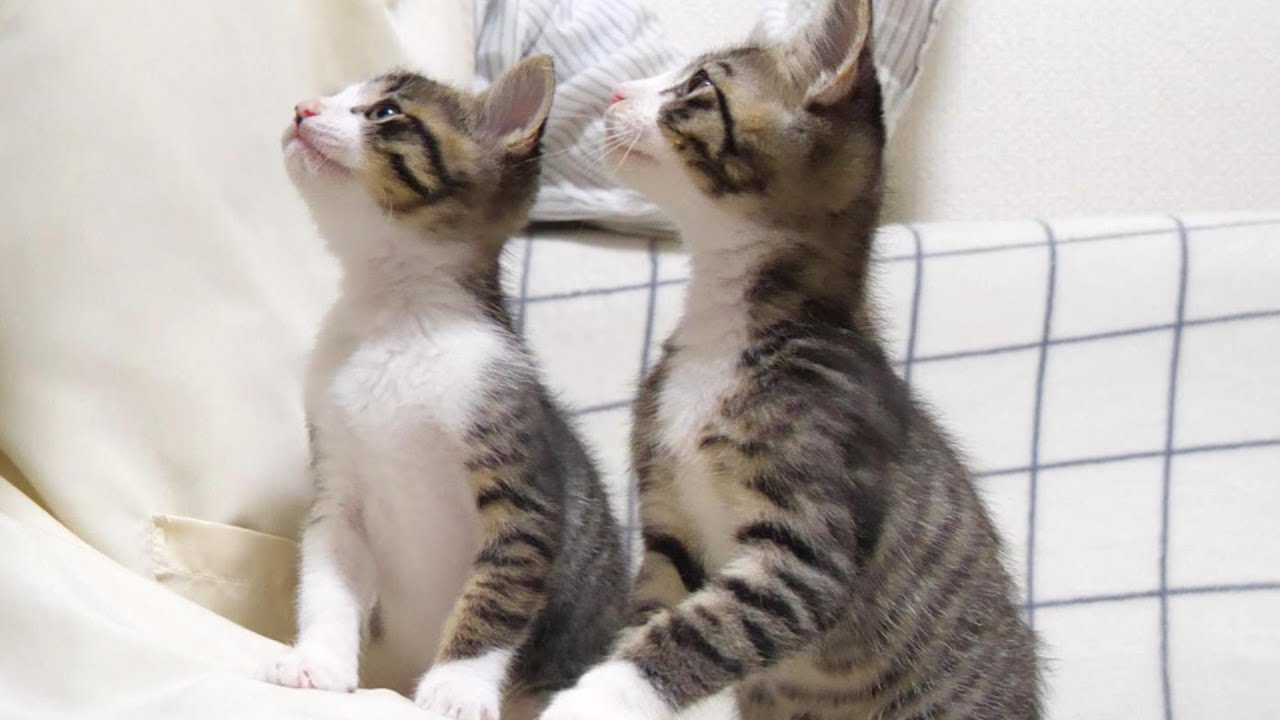 子猫が爪切り頑張ったご褒美ちゅーるに大はしゃぎ【赤ちゃん猫　保護猫】