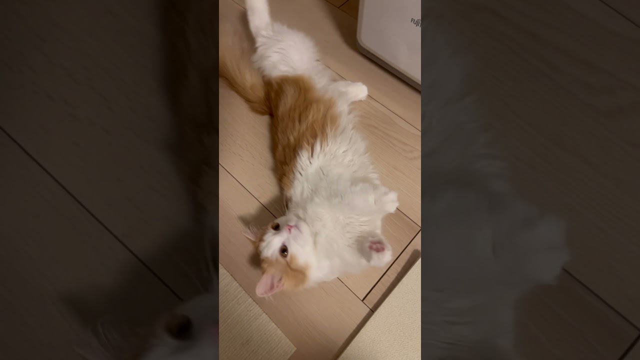 コロコロねる #cat #ラガマフィン #ragamuffin #猫 #猫のいる暮らし