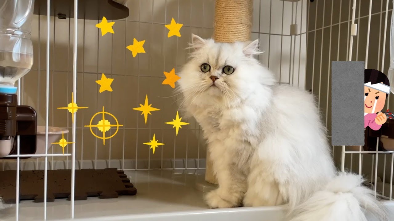 【ペルシャ猫】実は我が家で一番強い女の子ペルシャ猫のひめちゃんです❗️可愛い姿に釘付けになっちゃいます