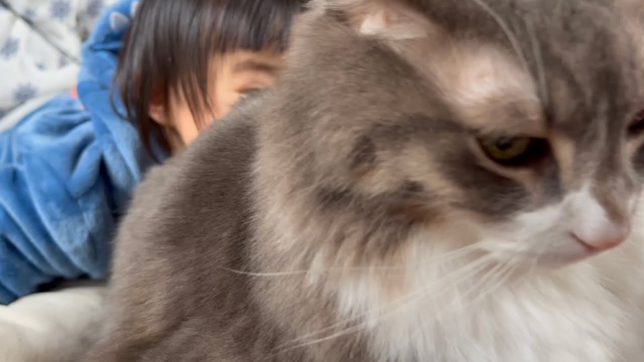 休日は子供達のお世話でゆっくりできない猫　ノルウェージャンフォレストキャット　A cat who can't relax on holidays