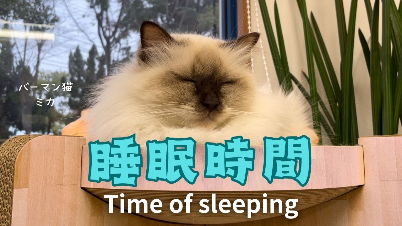 バーマン猫ラフとミカ【睡眠時間】Time of sleeping（バーマン猫）Birman/Cat