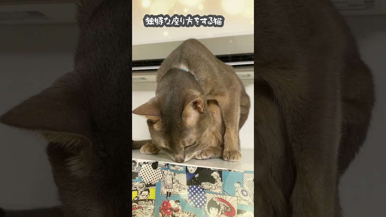 (アビシニアン) 独特な座り方をする猫 #shorts #アビシニアン #猫のいる暮らし