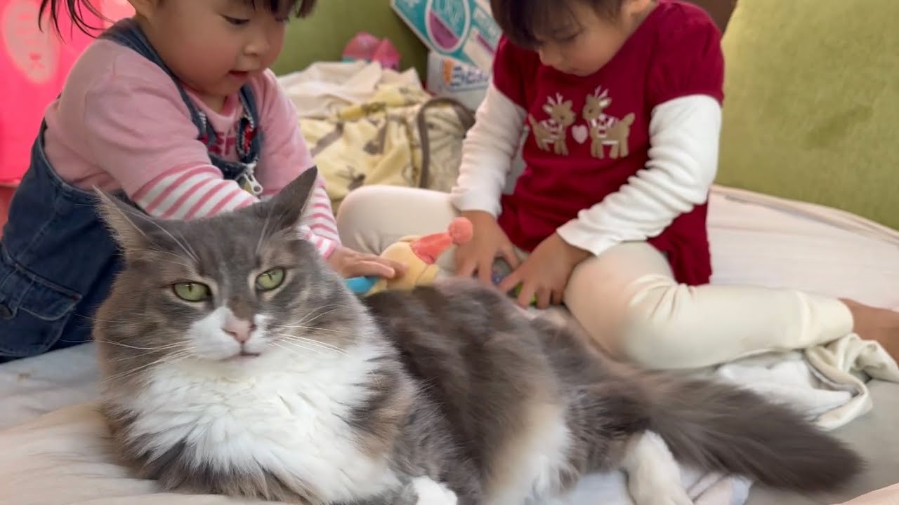 いつの間にか子供の遊び相手になっている猫　ノルウェージャンフォレストキャット　ラガマフィンA cat that is a playmate for children.