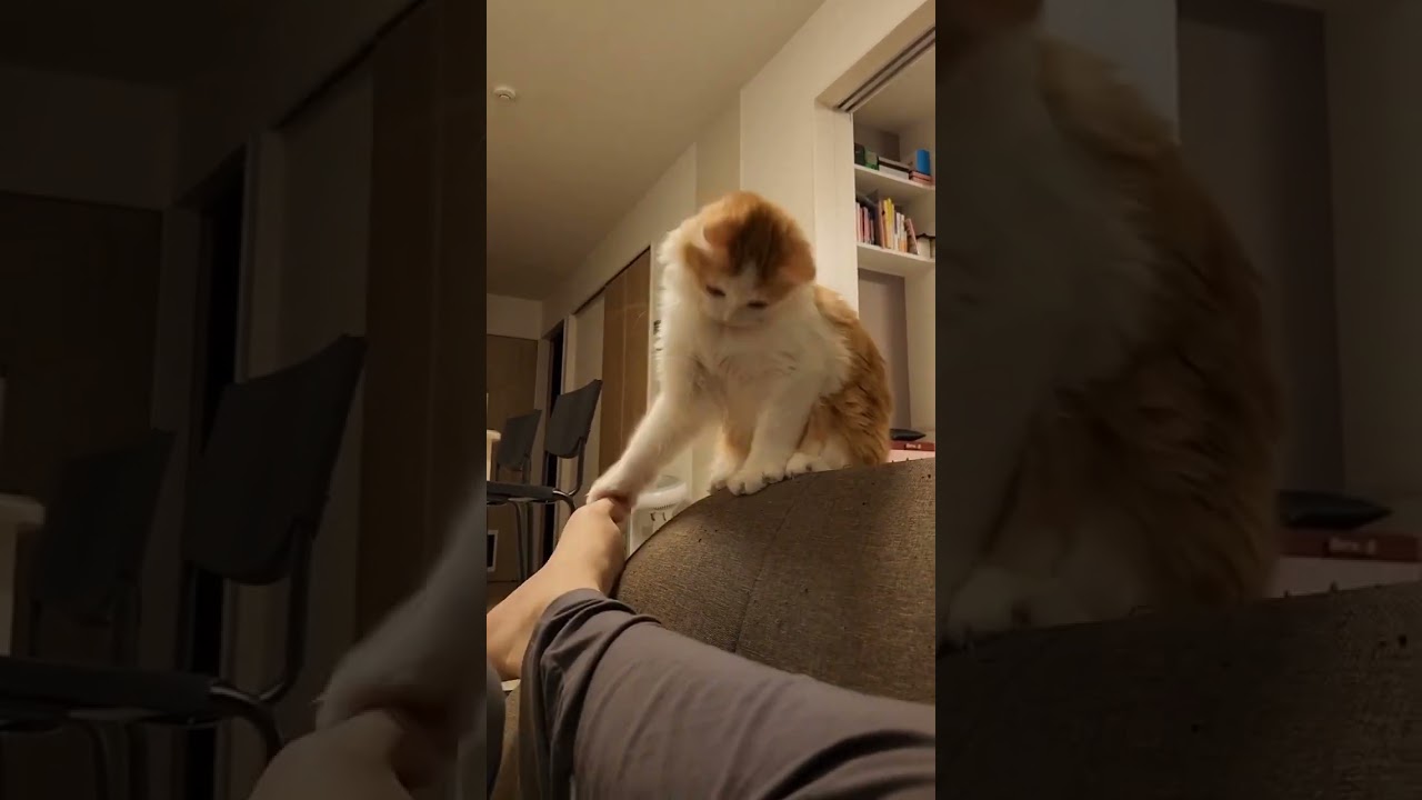 迷いがある動き #cat #ラガマフィン #ragamuffin #猫 #猫のいる暮らし