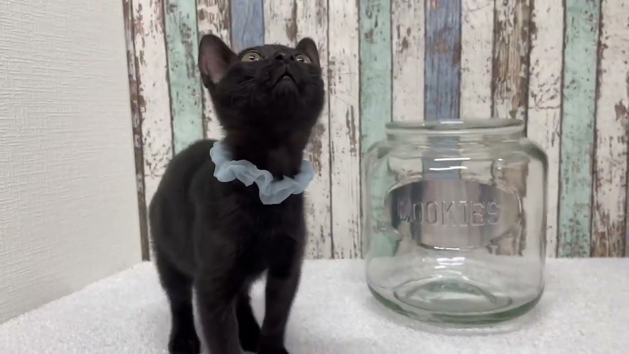 ボンベイの女の子♪