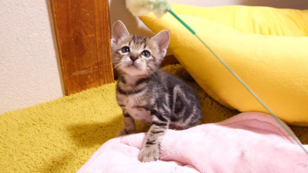 初めて見た猫じゃらしを子猫が不思議そうに見つめるけど、本能には逆らえない【赤ちゃん猫　保護猫】