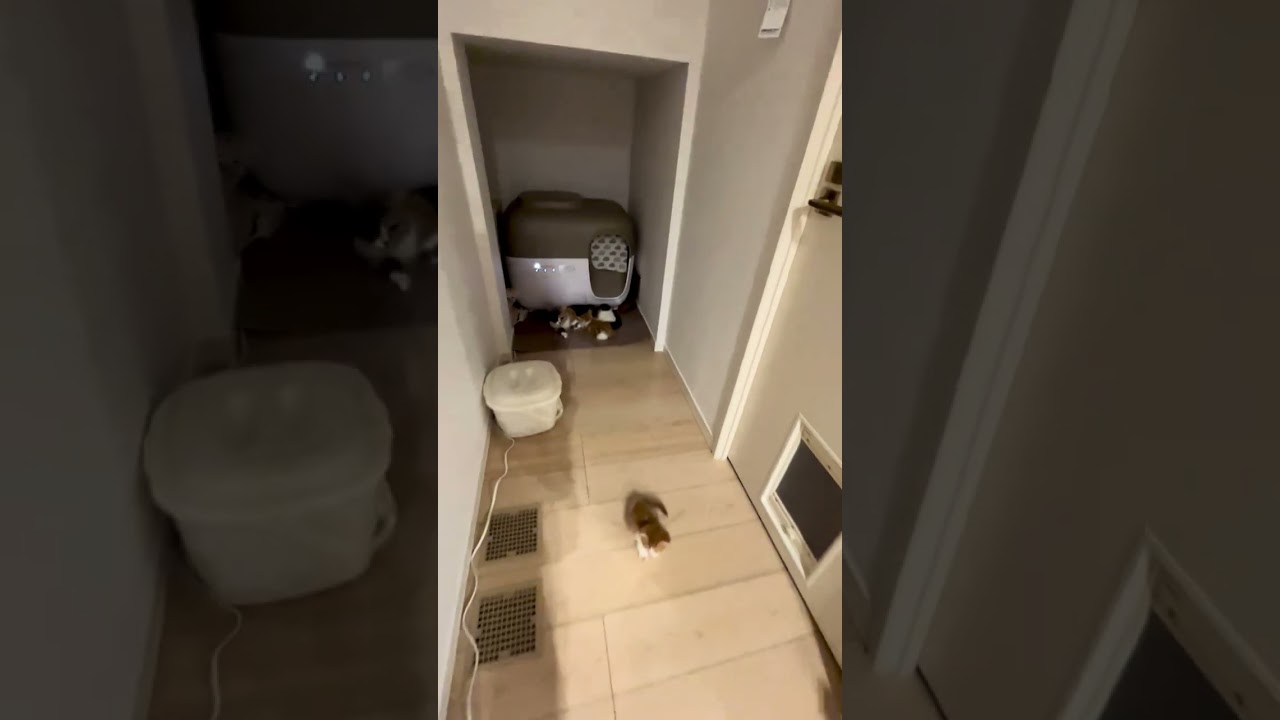 【子猫　マンチカン】子猫達とママ達、シャンプーした子から順番にセキスイハイムのお家に引越をしています。