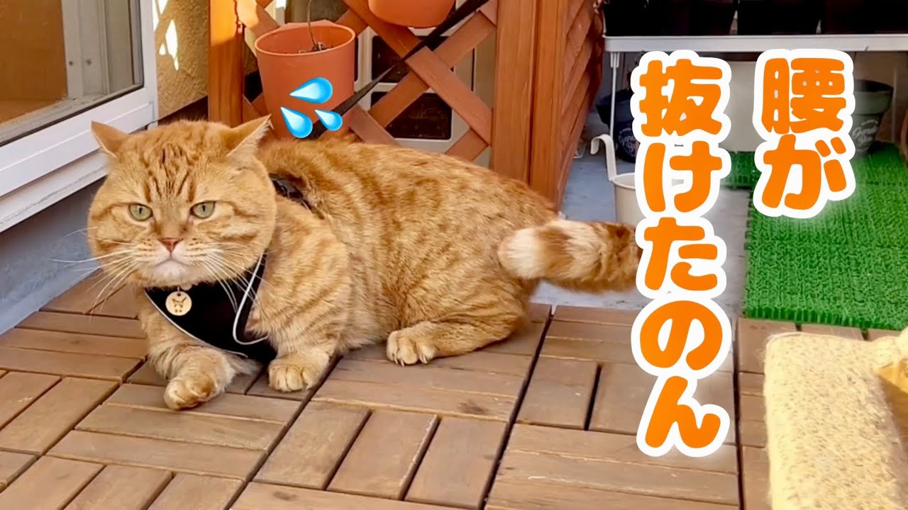 3年ぶりにお散歩した猫がまさかの... #猫 #マンチカン